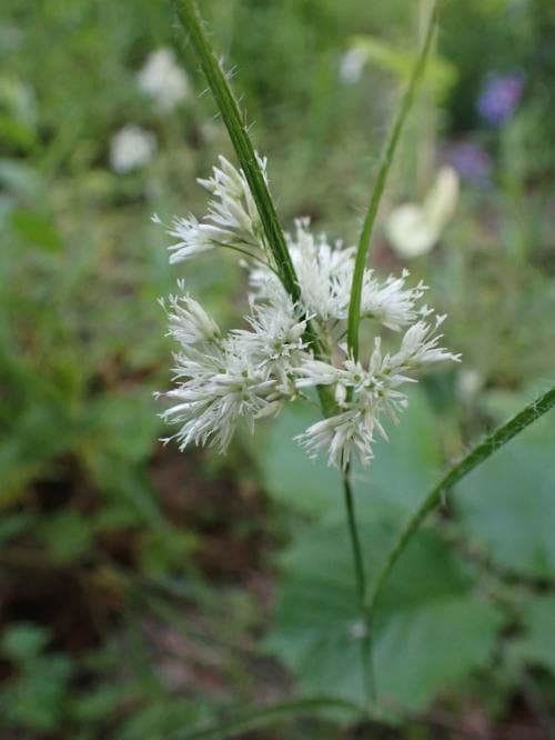 silverfryle Luzula nivea