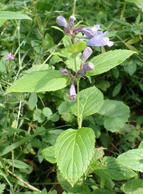 skuggnepeta Nepeta subsessilis