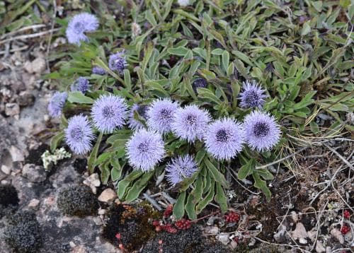bergsskrabba Globularia vulgaris