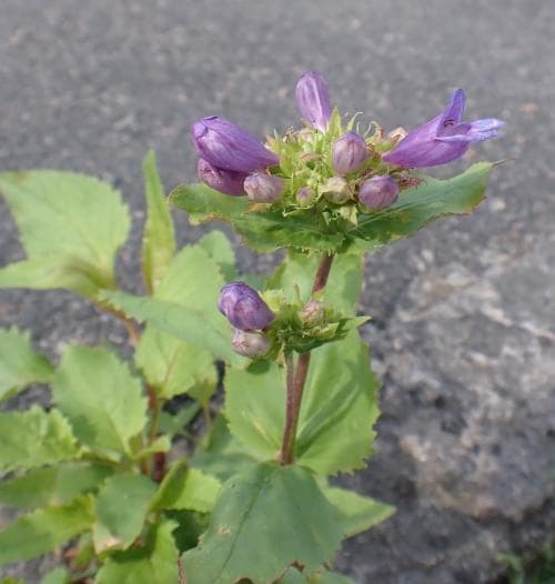 forspenstemon Penstemon serrulatus