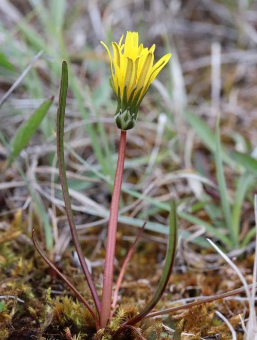 saffransmaskros Taraxacum crocinum
