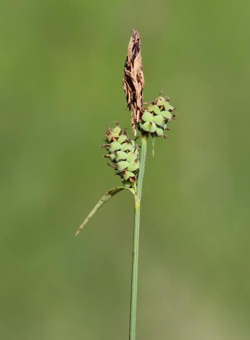 luddstarr Carex tomentosa