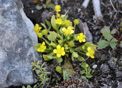 gotlandsranunkel Ranunculus ophioglossifolius