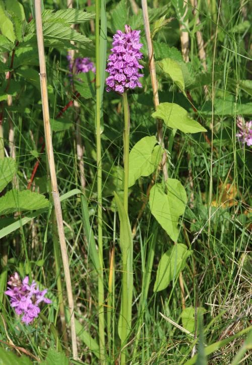 gotlandsnycklar Dactylorhiza majalis subsp. elatior