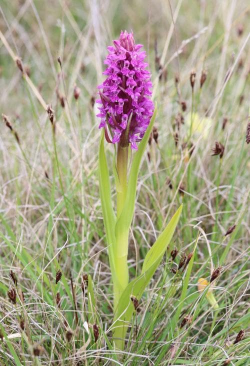 äkta ängsnycklar Dactylorhiza incarnata var. incarnata