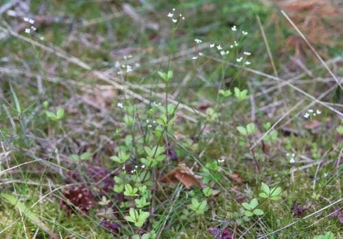gotlandsmåra Galium rotundifolium