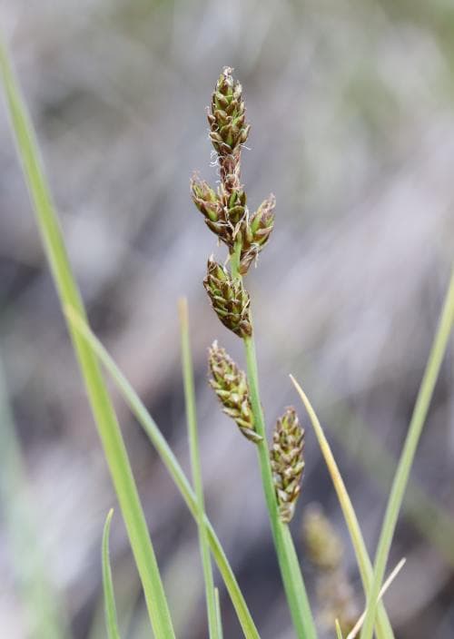 norskstarr Carex mackenziei