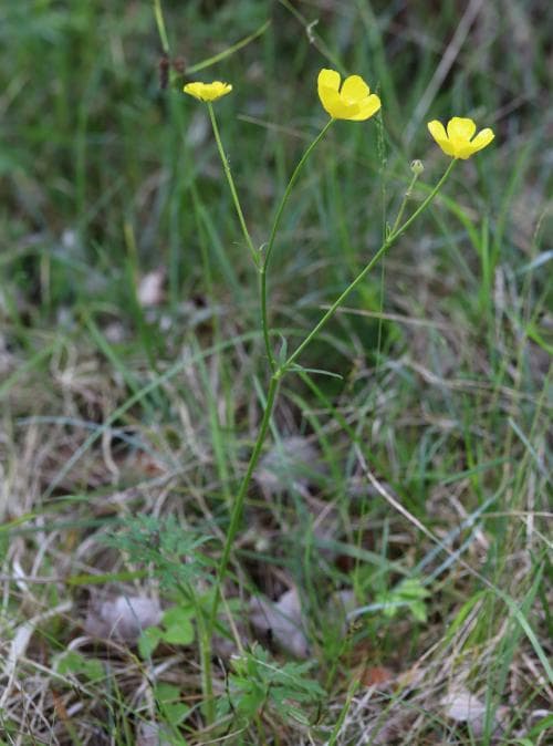 ängssmörblomma Ranunculus polyanthemos subsp. x polyanthemoides