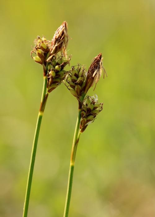 vårstarr Carex caryophyllea