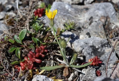 hällklofibbla Crepis tectorum var. glabrescens