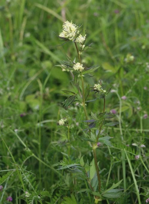 ängsruta Thalictrum flavum
