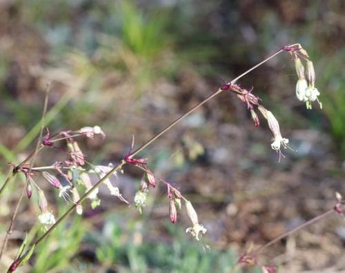 kal backglim Silene nutans var. infracta