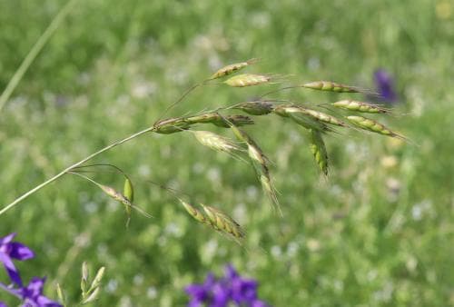 brinklosta Bromus commutatus