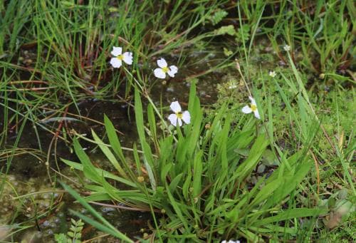 revsvalting Baldellia repens