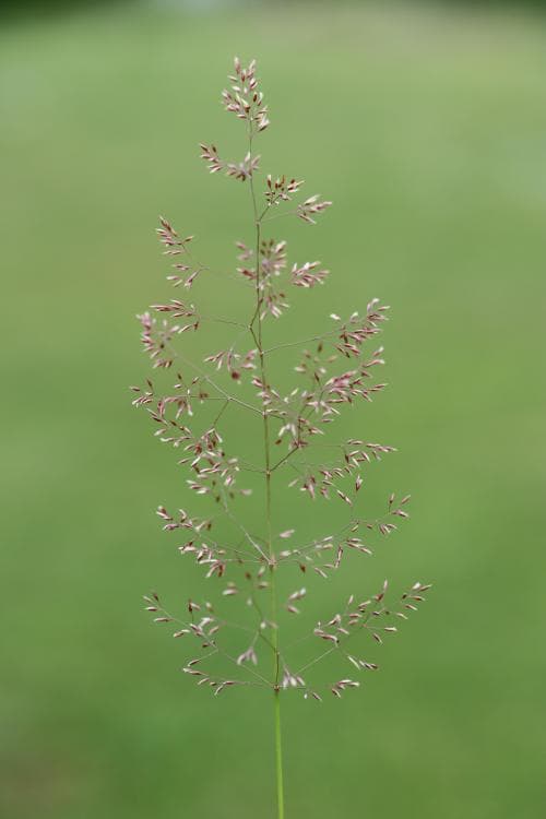 rödven Agrostis capillaris