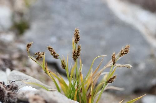 finstarr Carex krauseorum