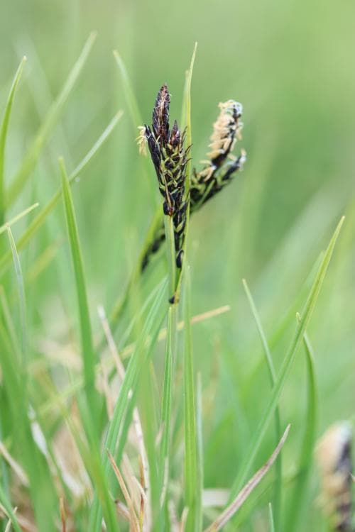 sibirisk styvstarr Carex bigelowii subsp. arctisibirica