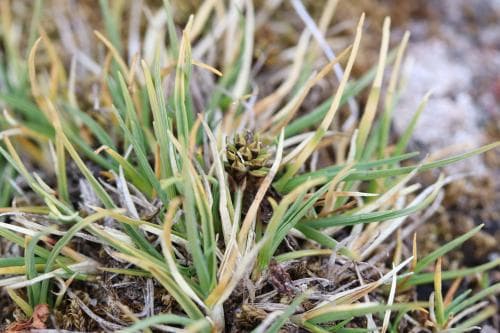 björnstarr Carex ursina