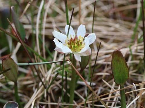 glansranunkel Coptidium pallasii
