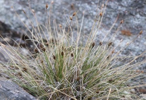 arktisk staggstarr Carex nardina subsp. hepburnii
