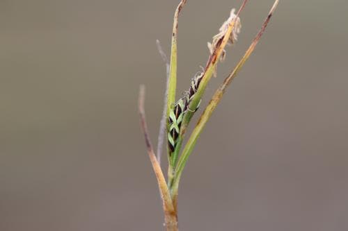 ishavsstarr Carex subspathacea