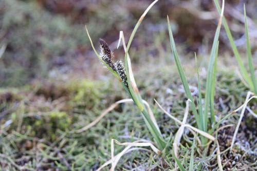 tundrastarr Carex concolor