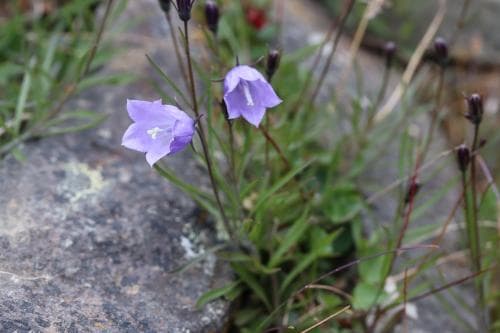 lappblåklocka Campanula rotundifolia subsp. gieseckiana