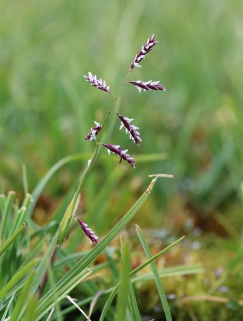 nickgräs Pleuropogon sabinei