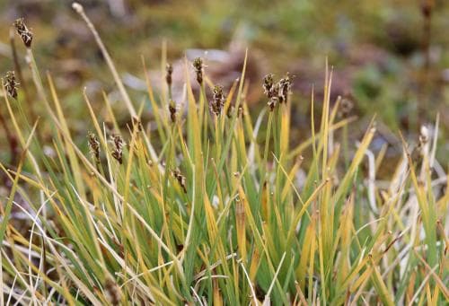 stubbstarr Carex marina subsp. pseudolagopina