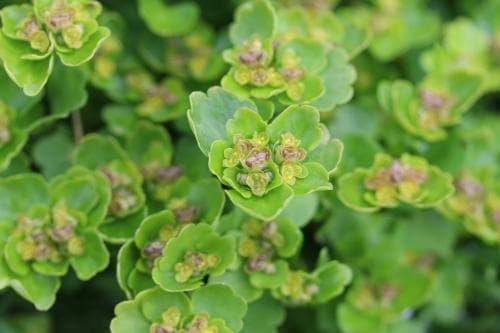 polargullpudra Chrysosplenium tetrandrum