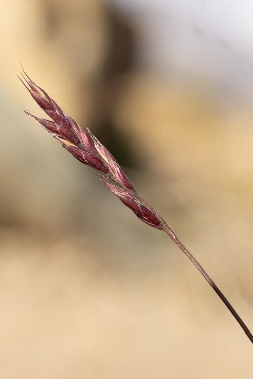 bergssvingel Festuca brachyphylla