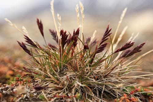 hårsvingel Festuca baffinensis