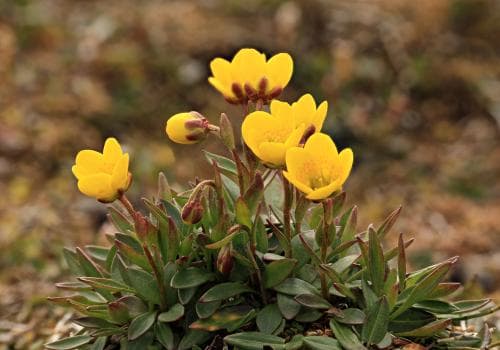liten myrbräcka Saxifraga hirculus subsp. compacta