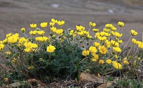 svalbardsfingerört Potentilla insularis