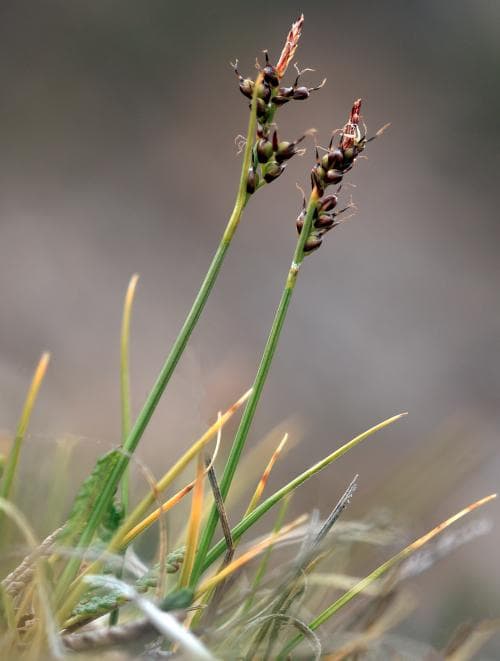 isstarr Carex glacialis