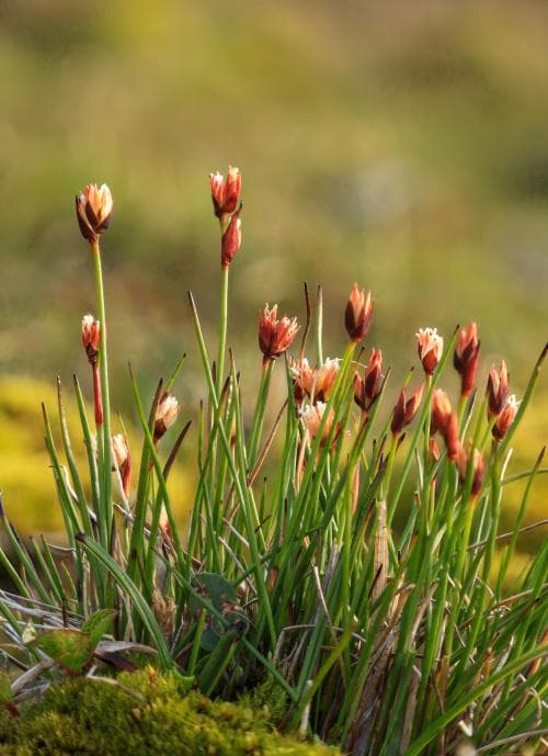 blektåg Juncus triglumis subsp. albescens