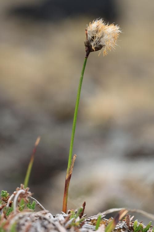 mörk ängsull Eriophorum angustifolium subsp. triste
