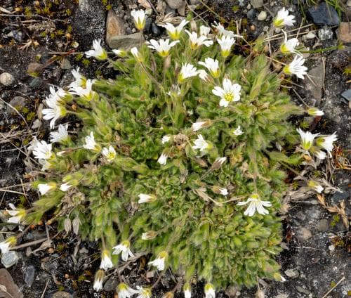 svalbardsarv Cerastium arcticum