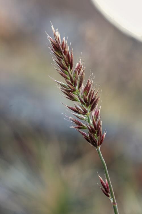 stäpprör Calamagrostis purpurascens