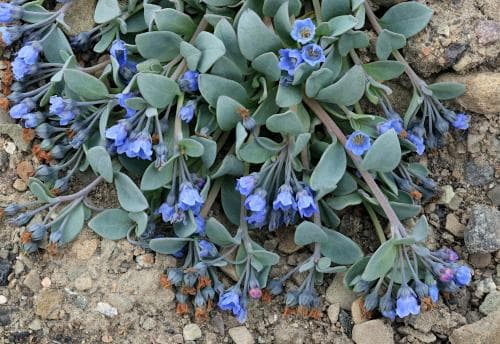 arktisk ostronört Mertensia maritima subsp. tenella