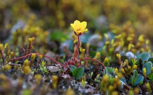 trådbräcka Saxifraga platysepala