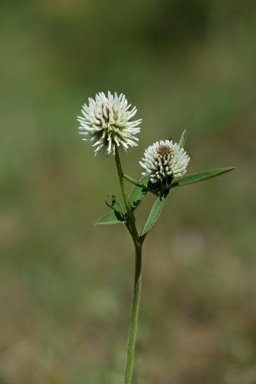 backklöver Trifolium montanum