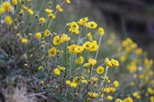 eskimåsmörblomma Ranunculus arcticus