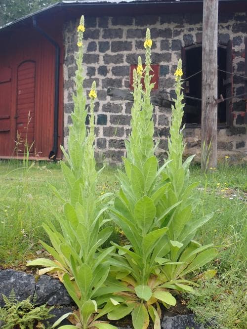 ljust kungsljus Verbascum thapsus