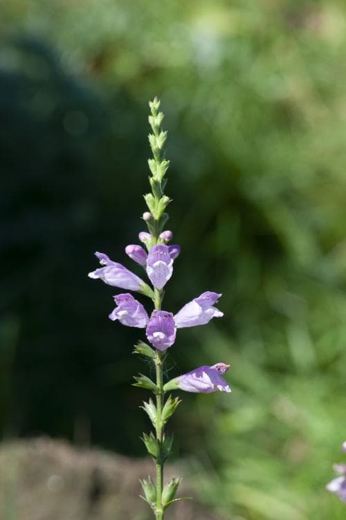 drakmynta Physostegia virginiana