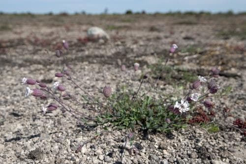 alvarglim Silene uniflora subsp. petraea