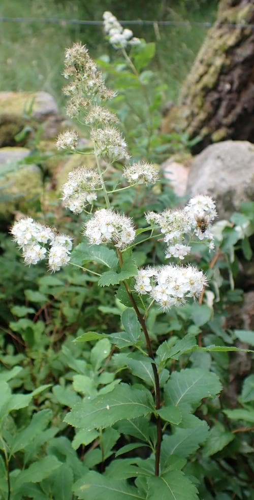 bredspirea Spiraea latifolia