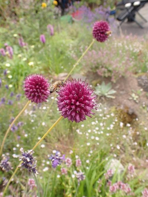 klotlök Allium sphaerocephalon