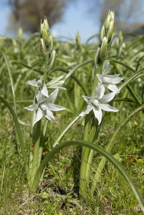 aftonstjärna Ornithogalum nutans