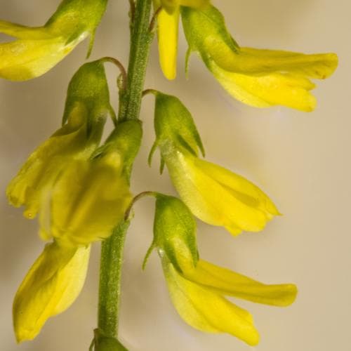 gul sötväppling Melilotus officinalis